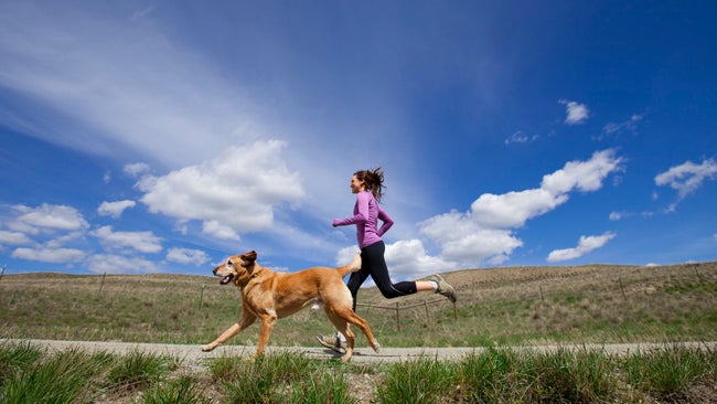 The best running dogs