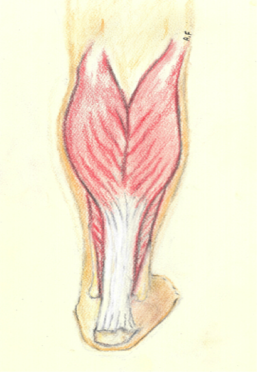 achilles anatomy