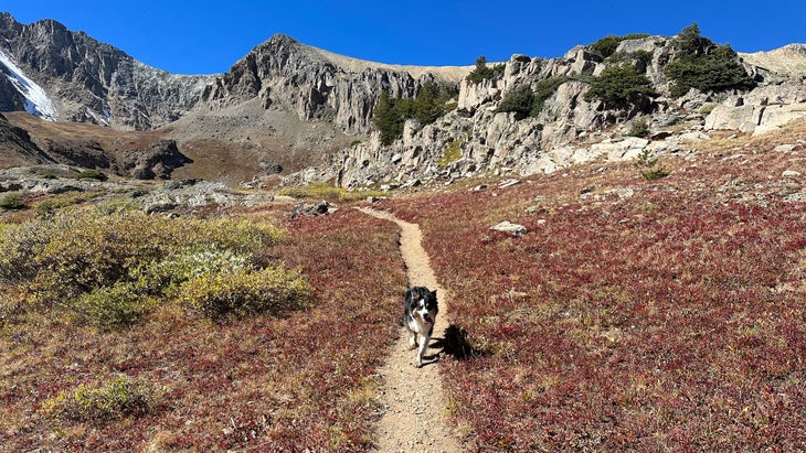 A dog runs along a high mountain trail