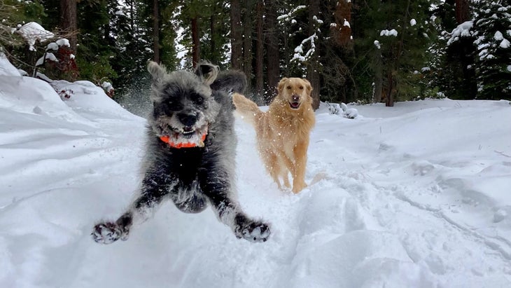 Two dogs run toward the camera