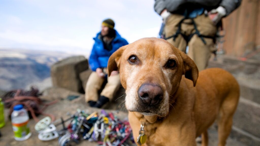 A Guide to First Aid for Dog Owners – RUN A Guide to First Aid for Dog Owners – RUN