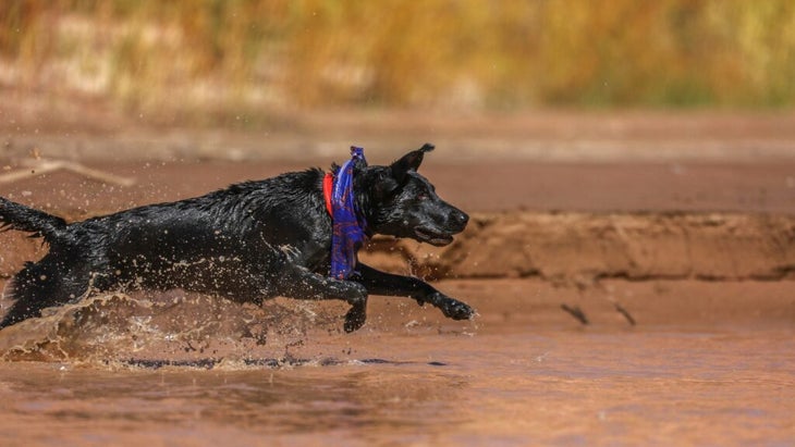 black dog with a bandana leaps into a river in the desert