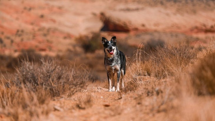 A black and grey dog stands panting on a desert trail on a hot day
