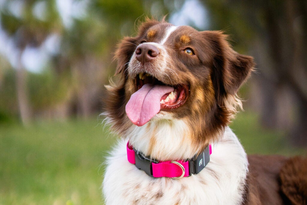 Best gps collar for dogs best sale