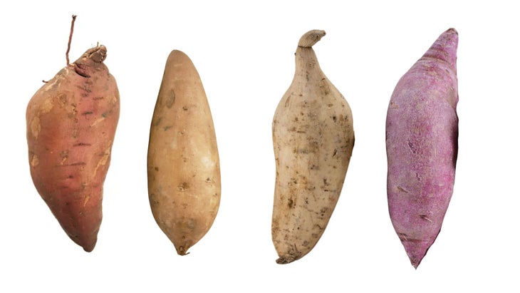 sweet potato varieties