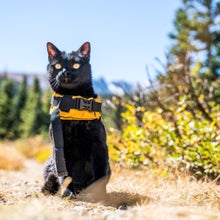 Simon the backpacking kitty posing on the mountain