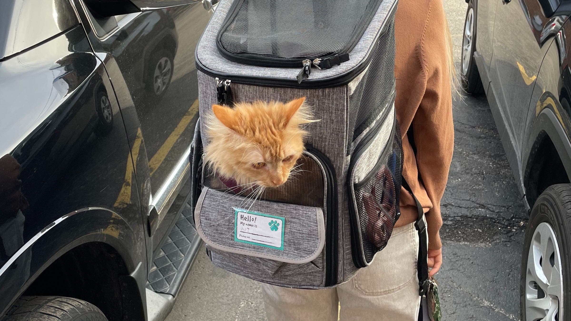 My cat Ariana in a backpack 
