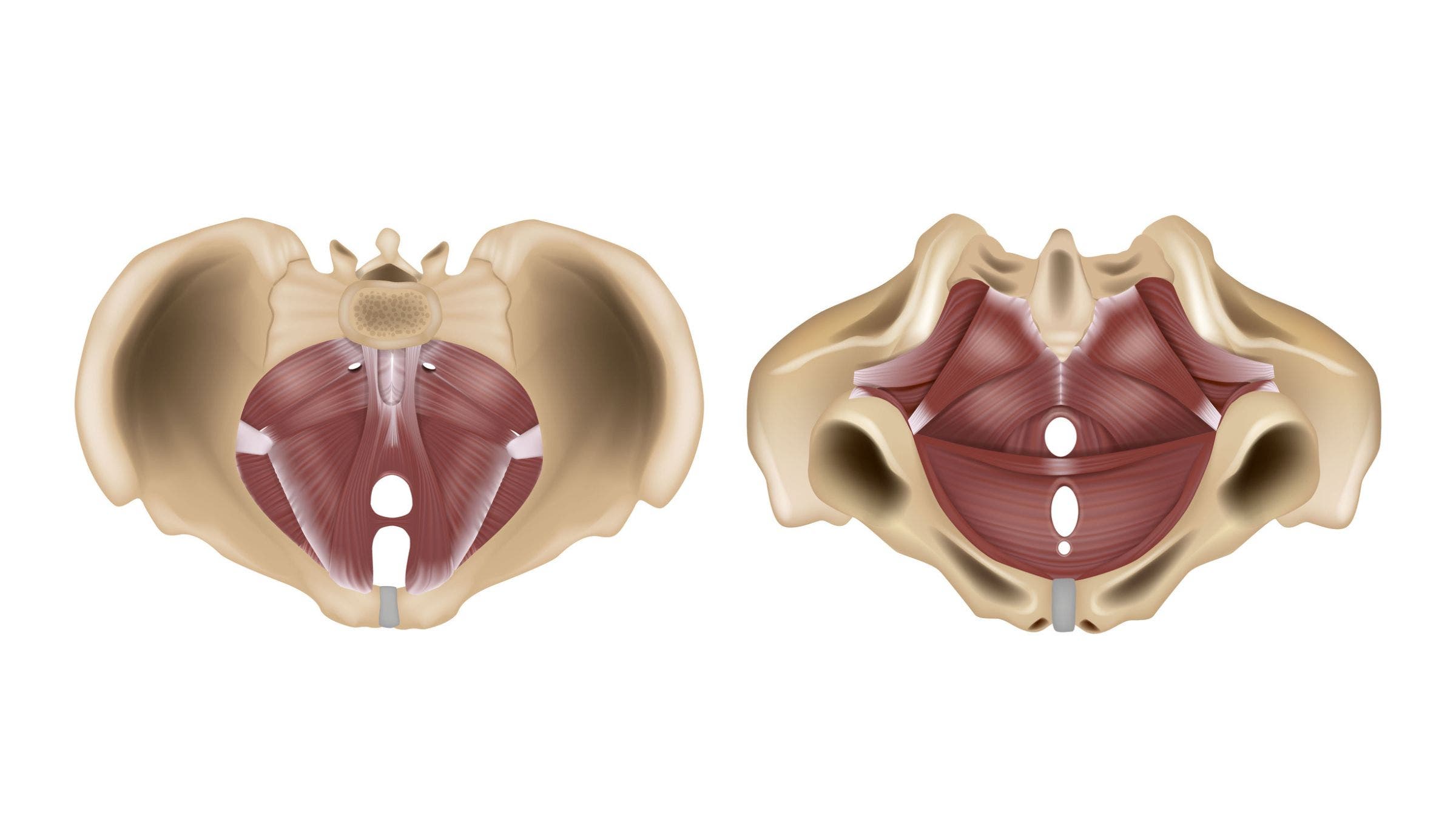 an illustration of the pelvic floor muscles