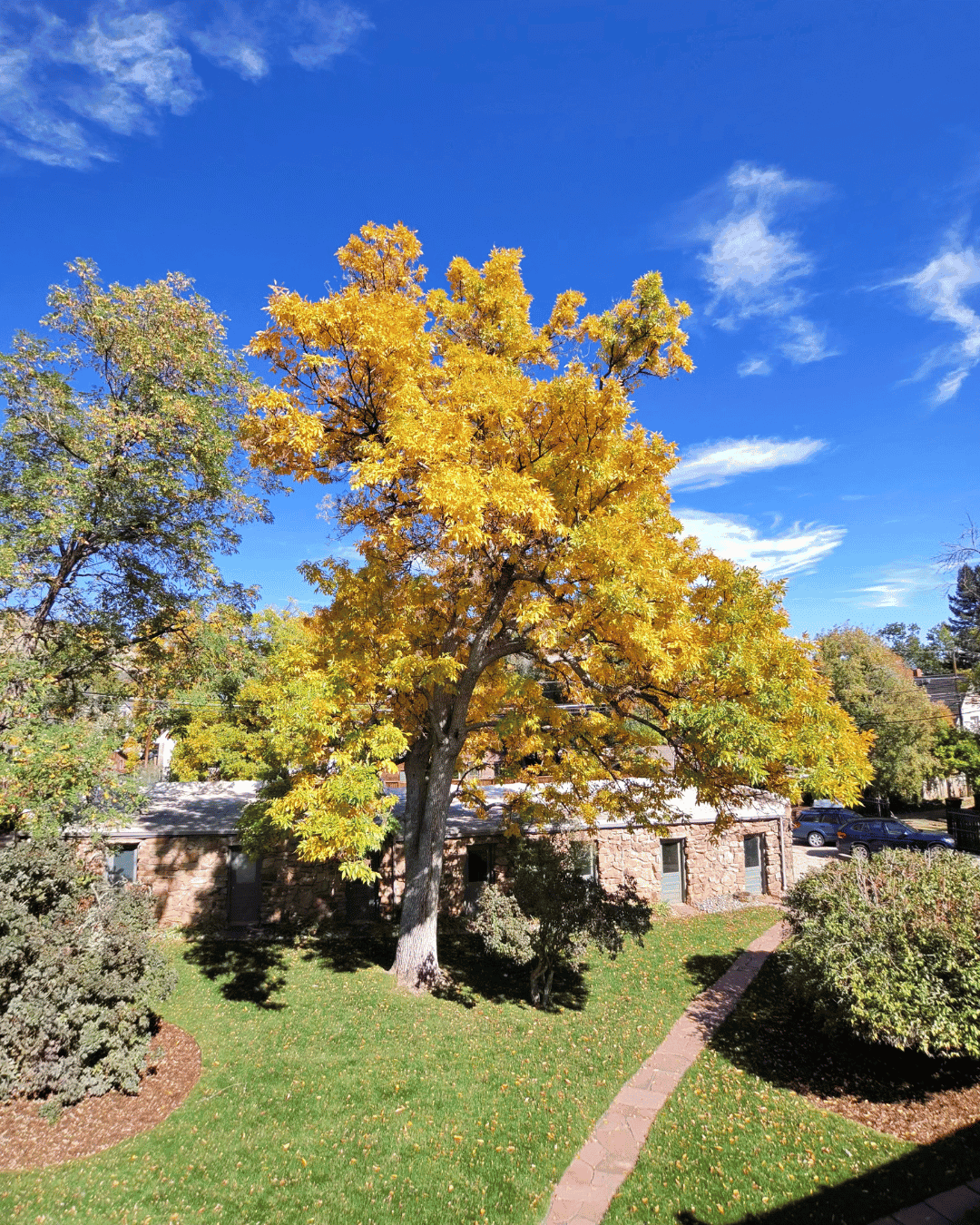 使用 Meta Vanguard 拍摄的树木照片，展示摄像效果