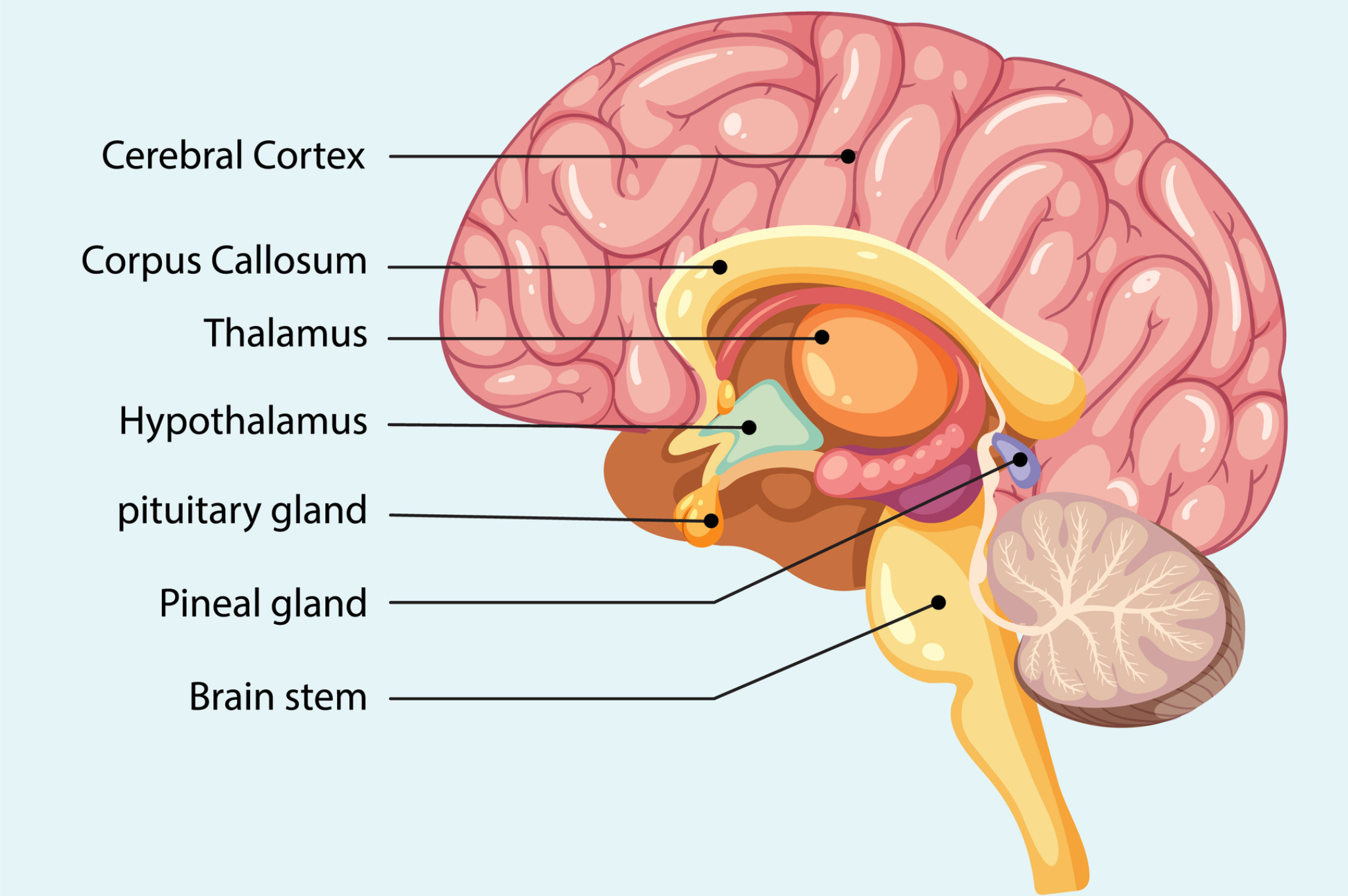 a diagram of the brain pointing out the different glands, including the pinecone shaped pineal gland