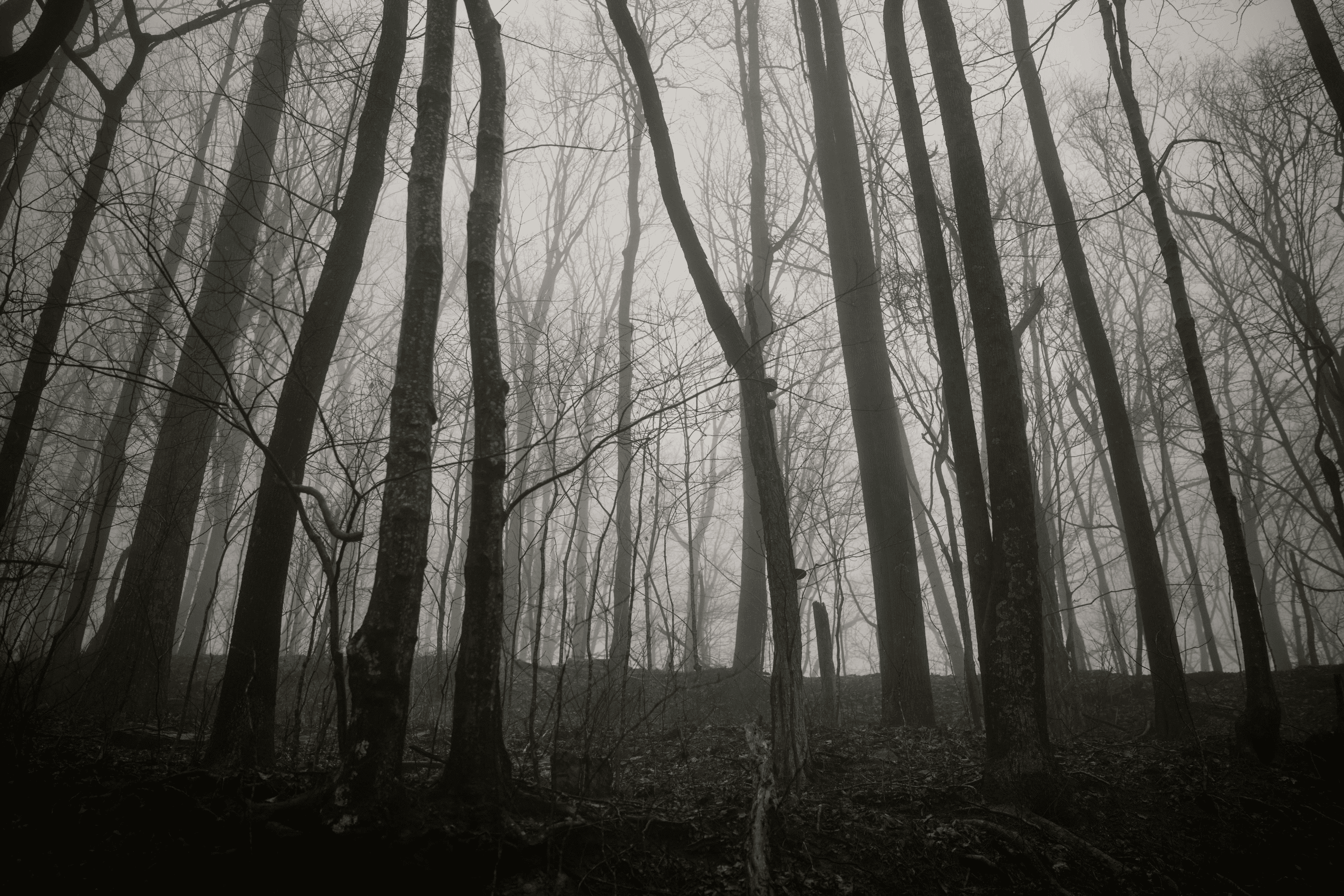 The trees stand in silent witness to the race, which has taken all but two runners out. Sébastian Raichon and Damian Hall are the only ones remaining on loop 3.