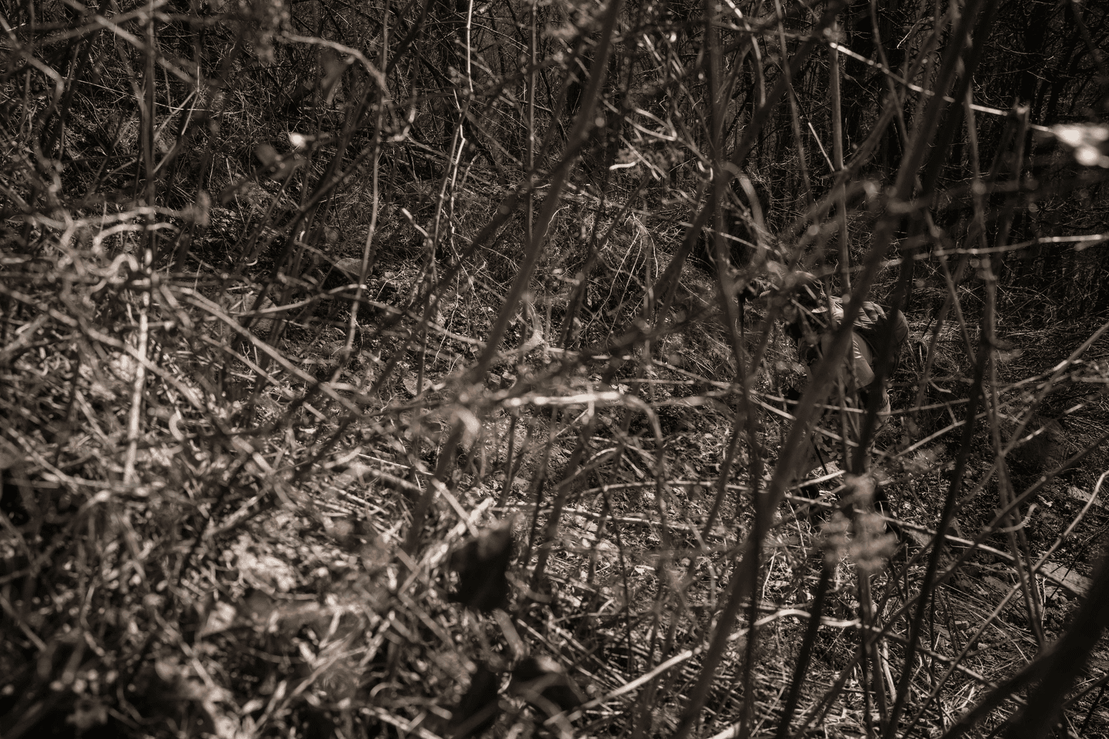 Rat Jaw boucle 1, 2026 — Jacob Zocherman