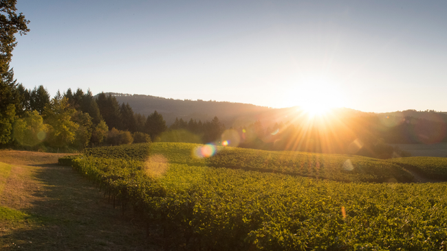 Beacon Hill Winery & Vineyard is located in Oregon's Willamette Valley. Here, the sun shines over a green landscape