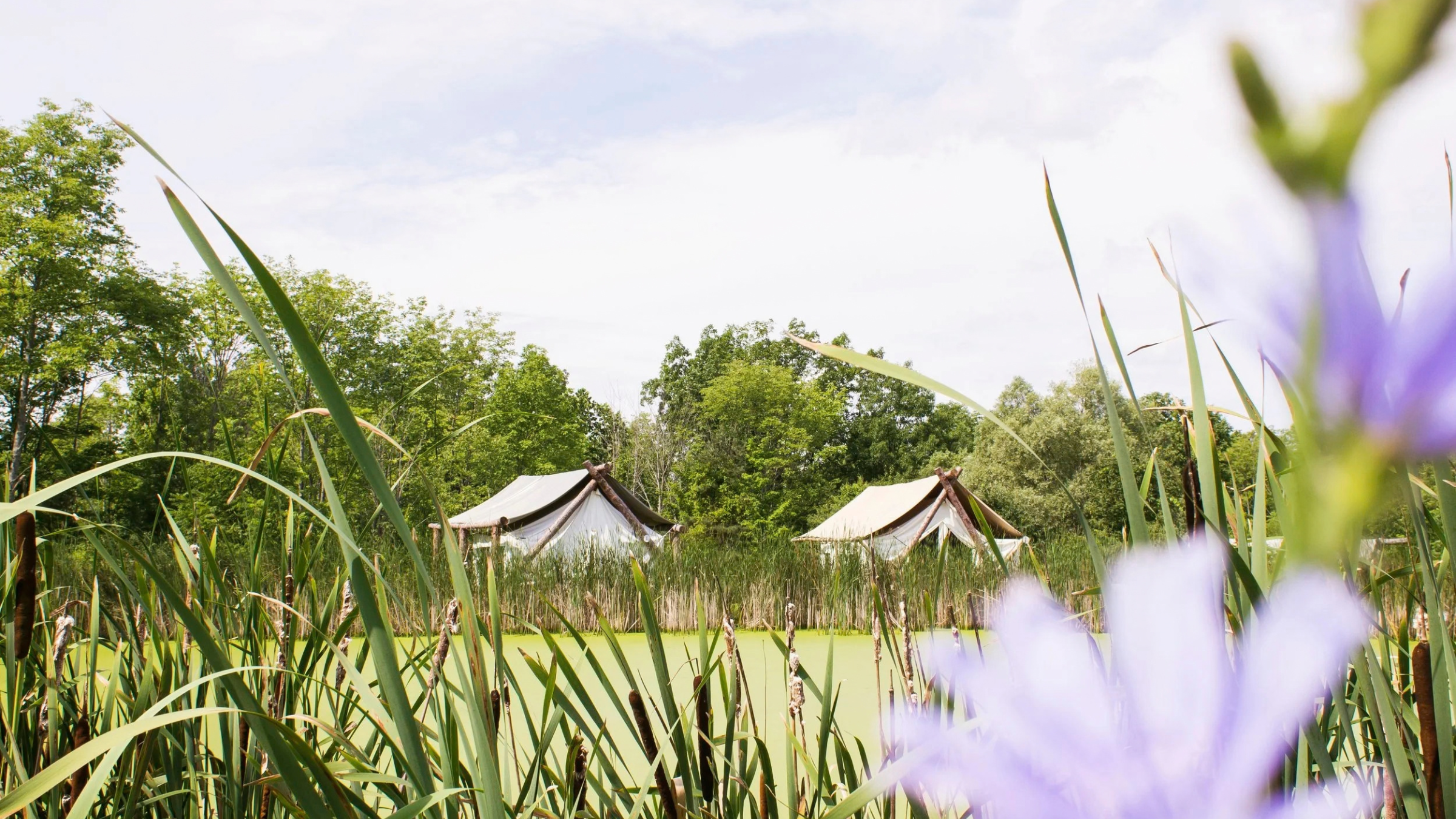 canvas tents in a flowery field